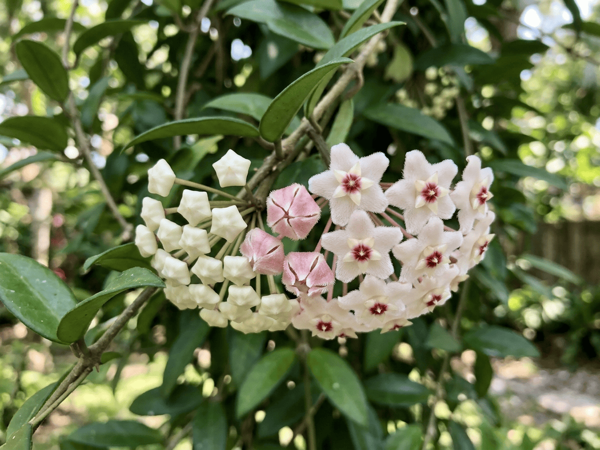 Wax Plant — seasonal appearance