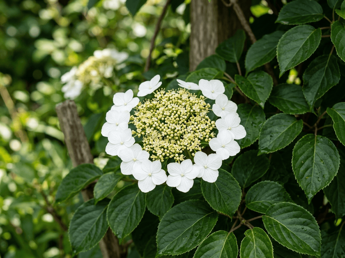 Hortensia grimpant — gros plan sur feuilles et fleurs