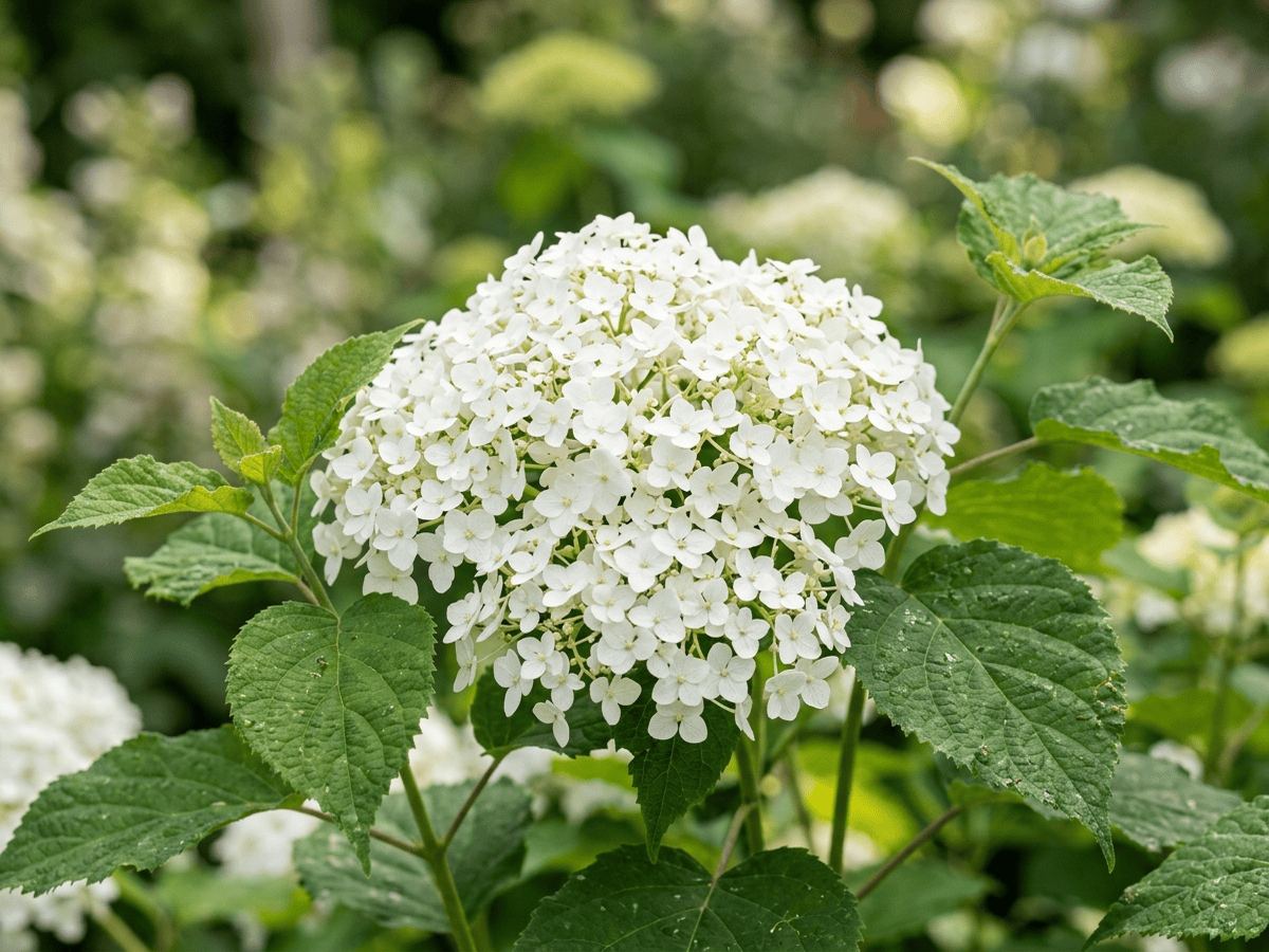 Hortensia silvestre — primer plano de hojas y flores