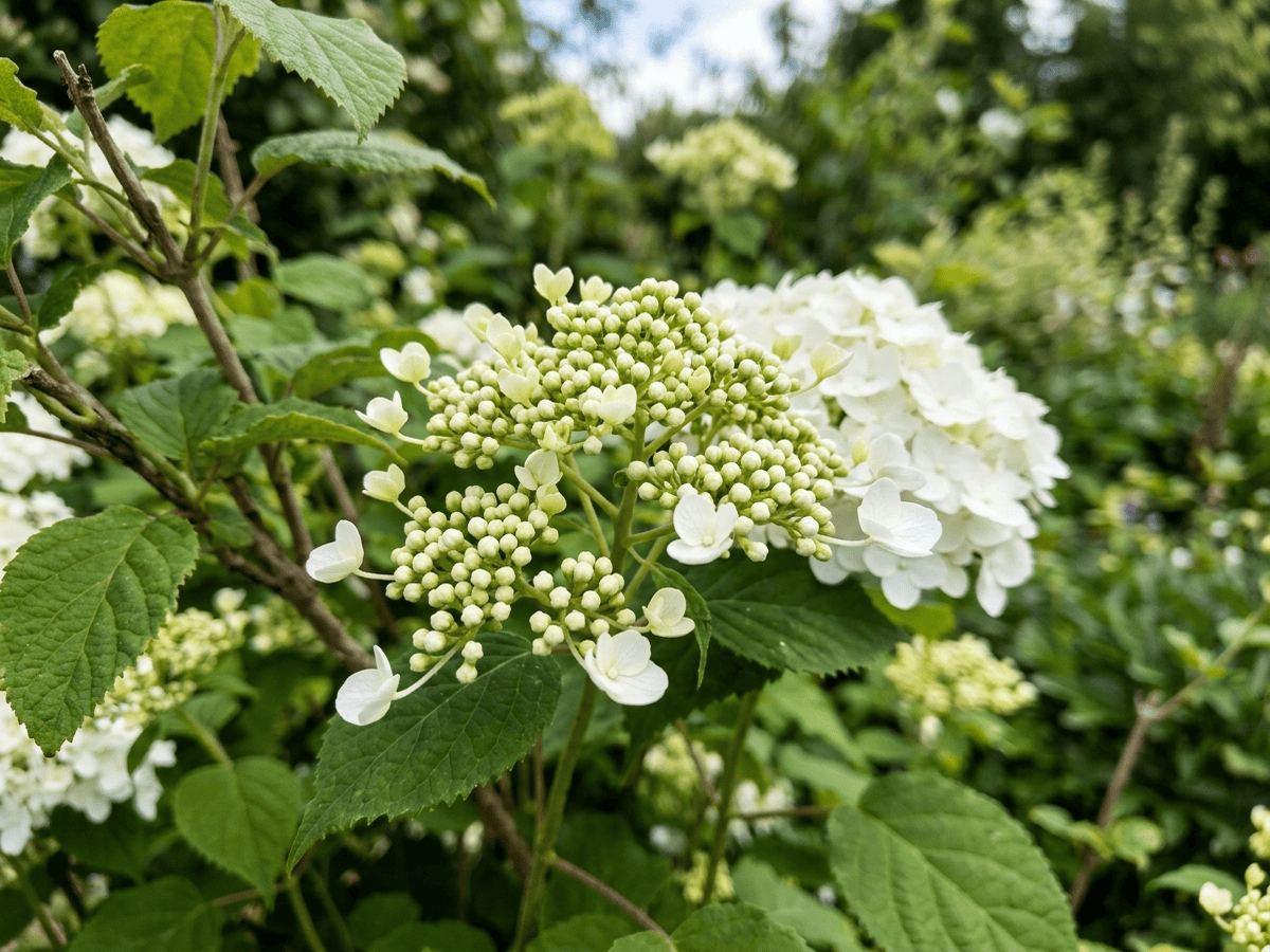 Hortensia silvestre — aspecto estacional