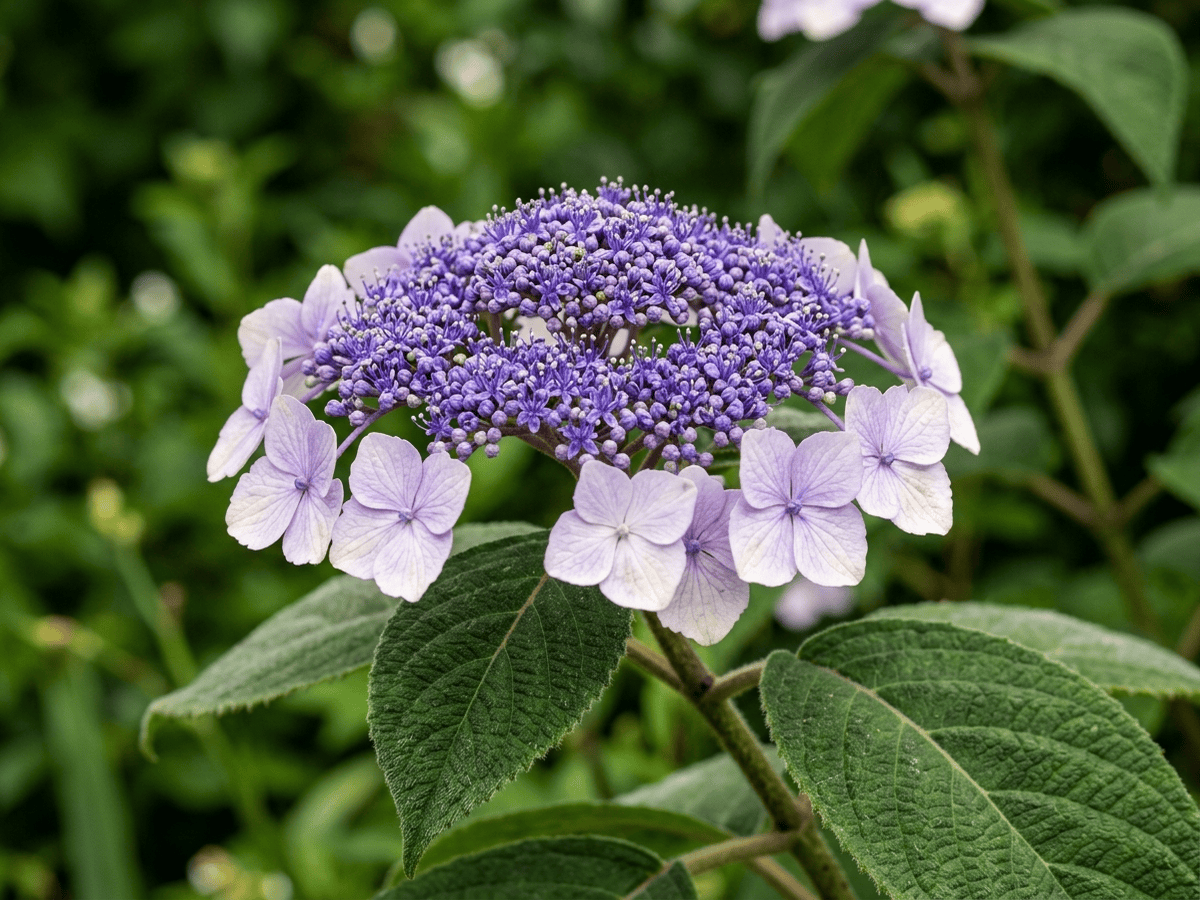 Hortênsia-áspera — close de folhas e flores