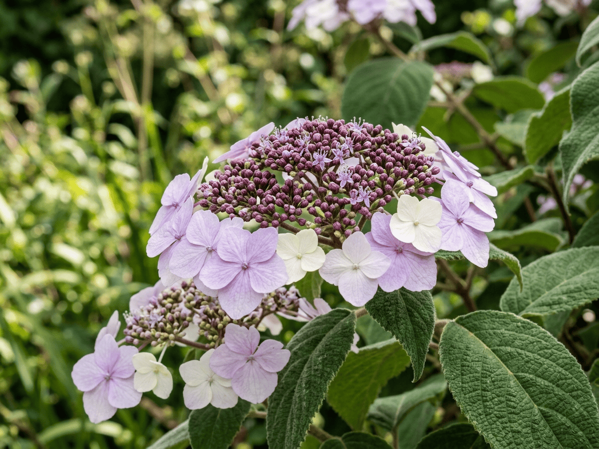 Hortênsia-áspera — aparência sazonal