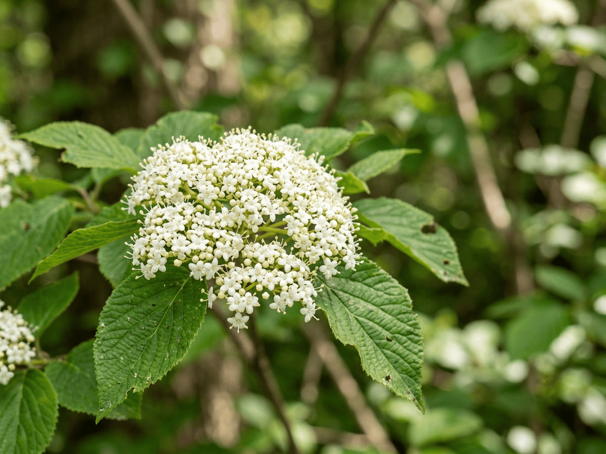 Himalayan Hydrangea — close-up of leaves and flowers