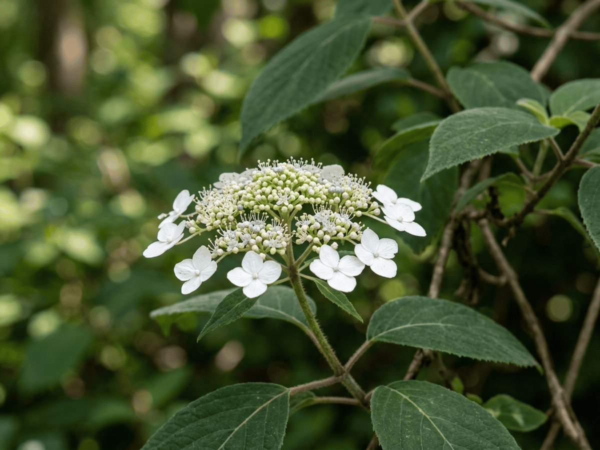 Hortênsia-involucrada — close de folhas e flores