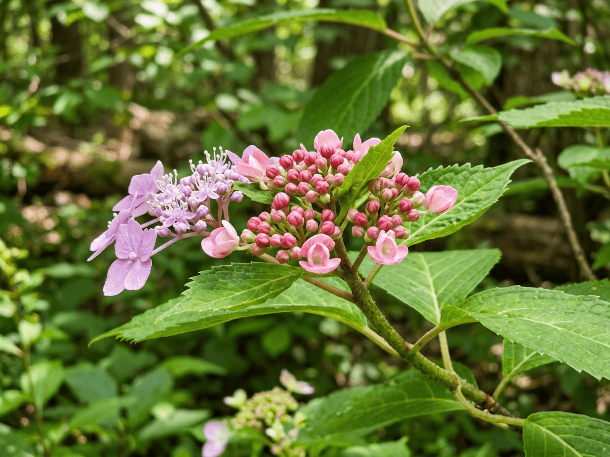 Hortênsia-involucrada — aparência sazonal