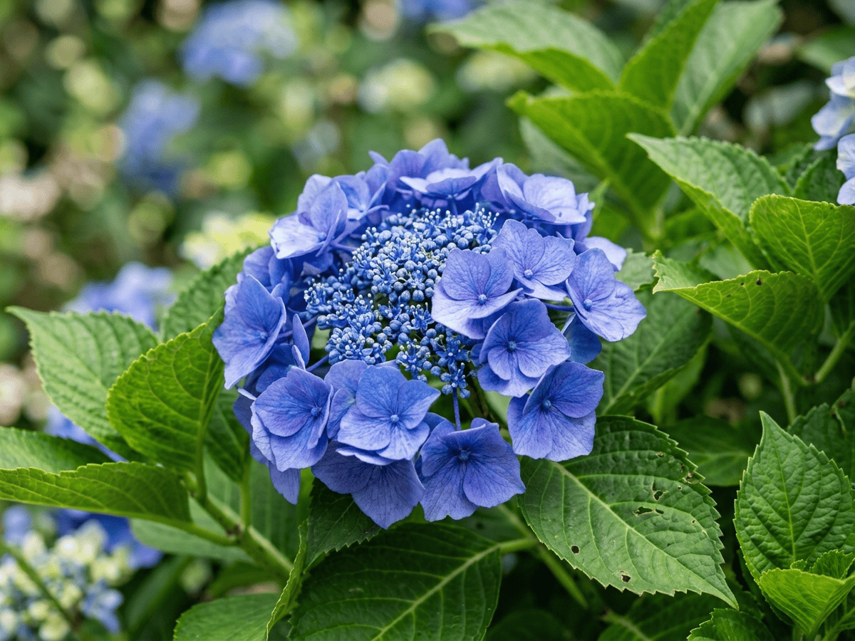 Bauernhortensie — Nahaufnahme von Blättern und Blüten