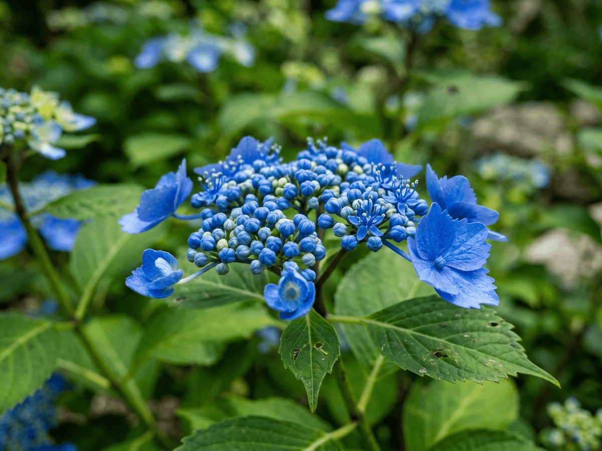 Bauernhortensie — saisonales Erscheinungsbild