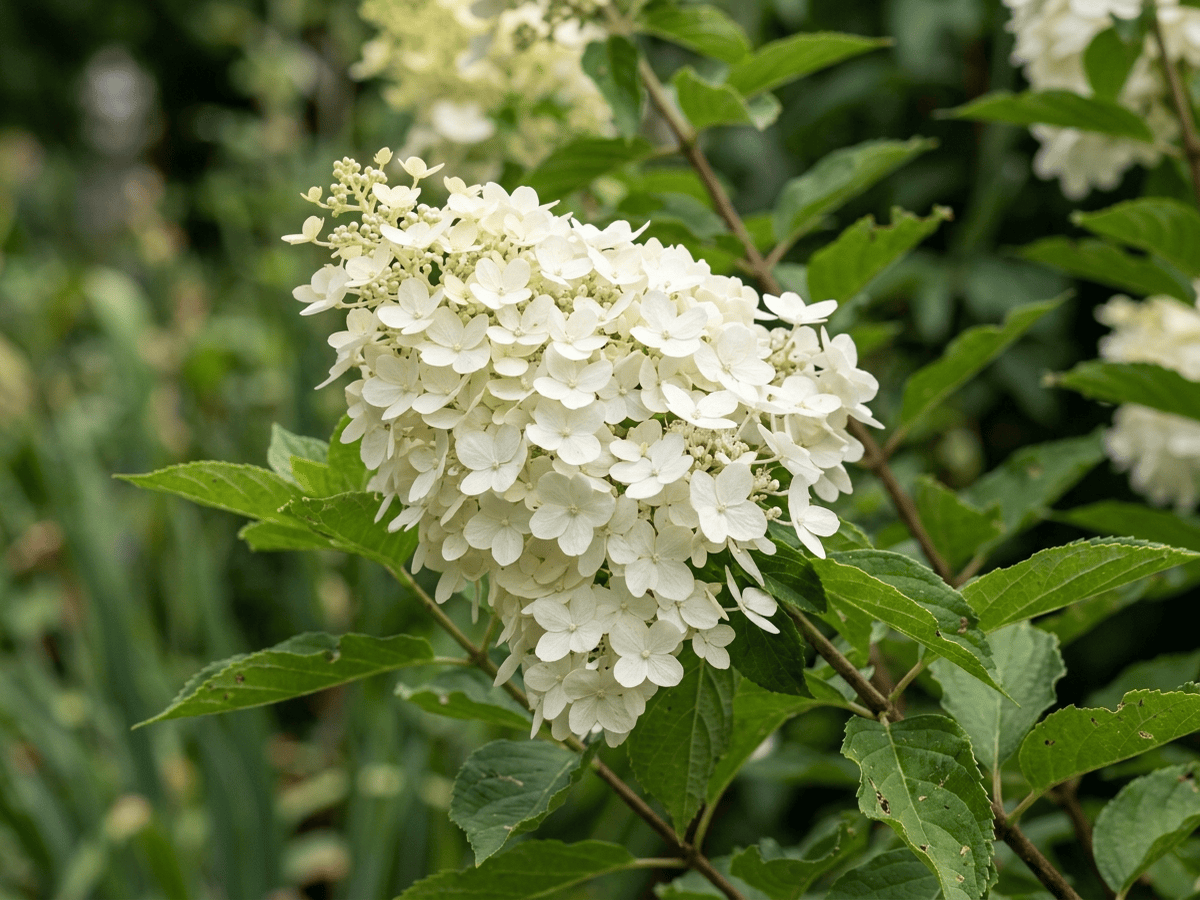 Hortensia paniculada — primer plano de hojas y flores