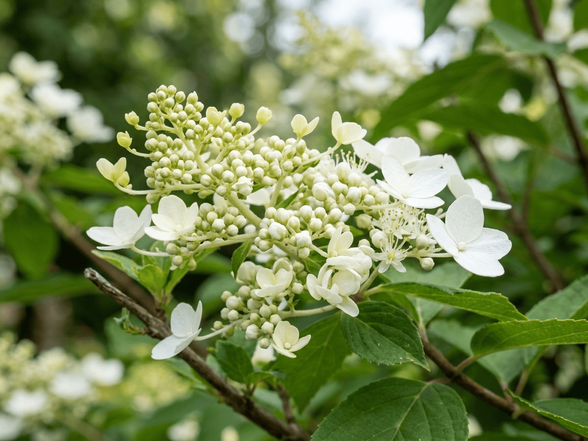 Hortensia paniculé — aspect saisonnier