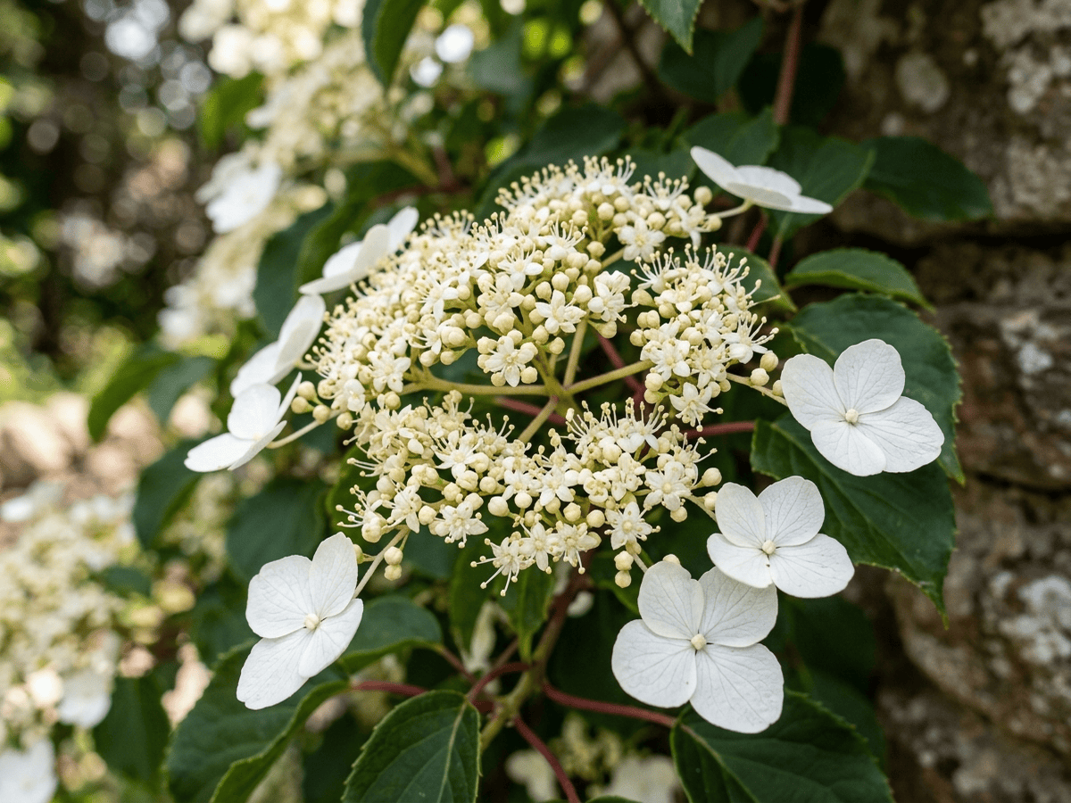 hortensia trepadora — primer plano de hojas y flores