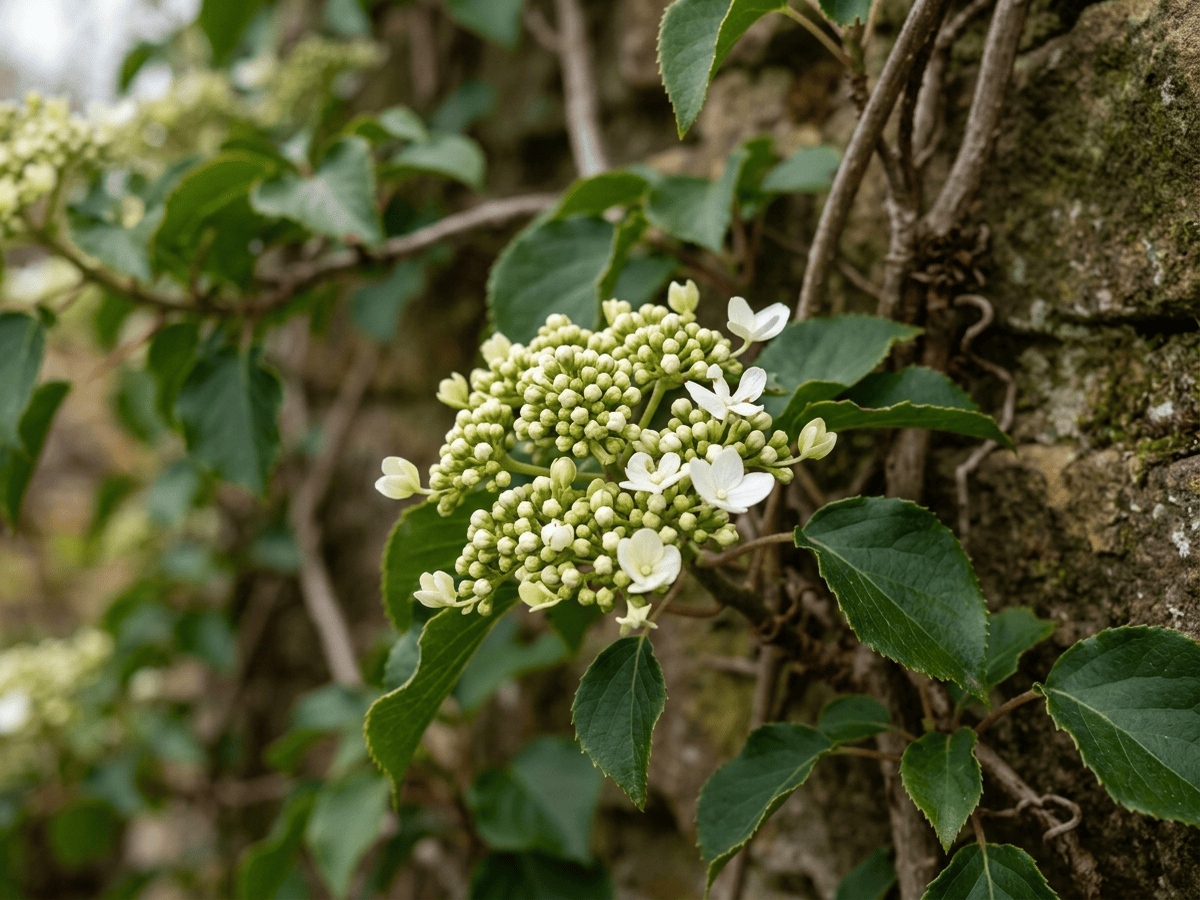 hortensia trepadora — aspecto estacional