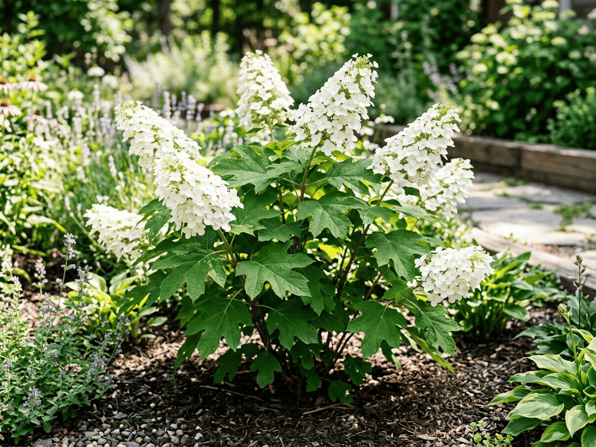 떡갈잎수국(Hydrangea quercifolia) 전체 모습