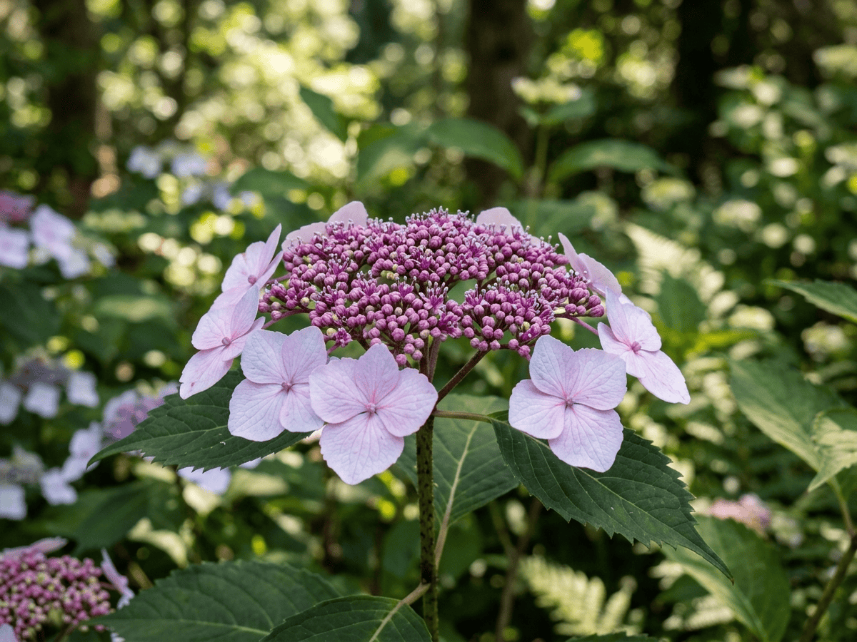 Berg-Hortensie — Nahaufnahme von Blättern und Blüten
