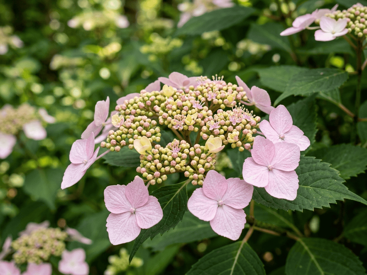 Berg-Hortensie — saisonales Erscheinungsbild