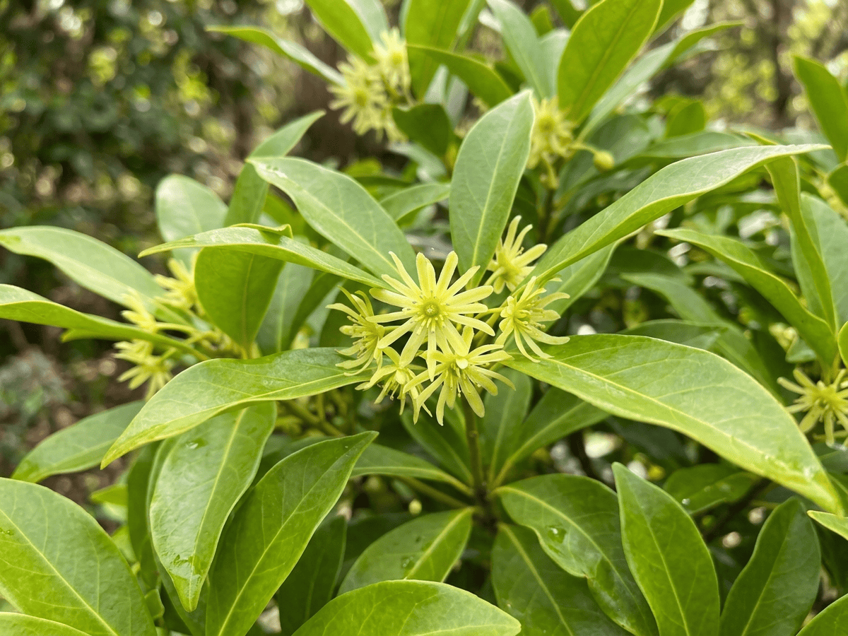 Gelber Sternanis — Nahaufnahme von Blättern und Blüten