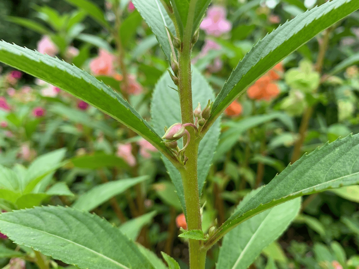 Balsamine des jardins — aspect saisonnier