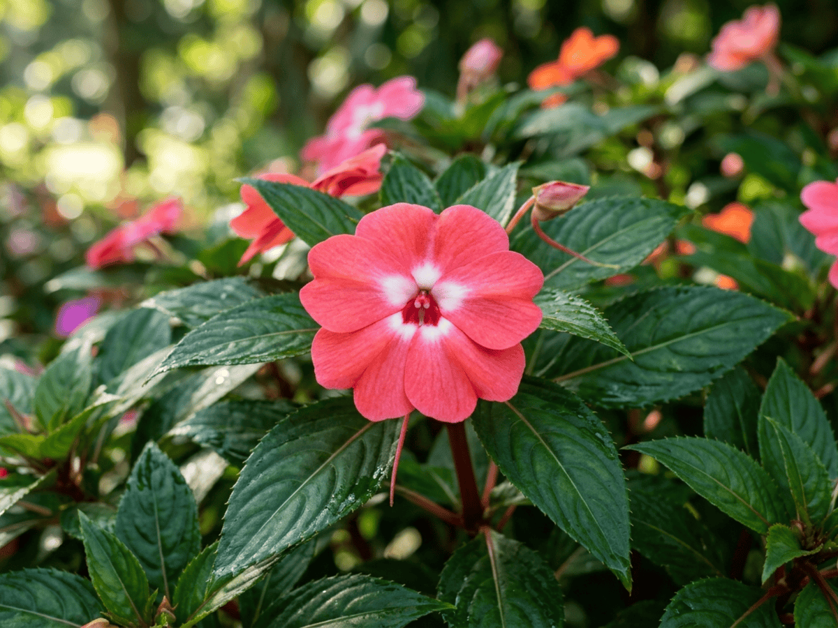 Alegría de Nueva Guinea — primer plano de hojas y flores