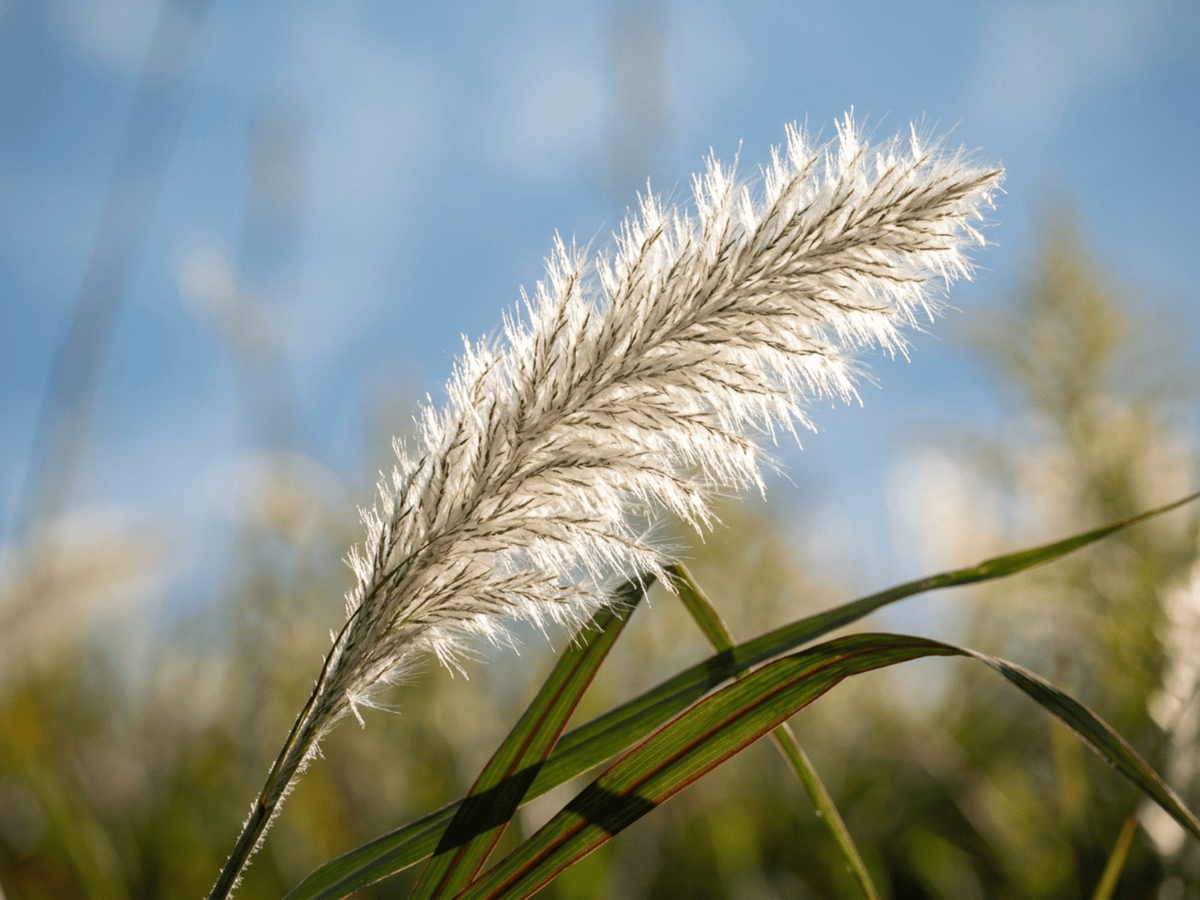 Impérate cylindrique — gros plan sur feuilles et fleurs
