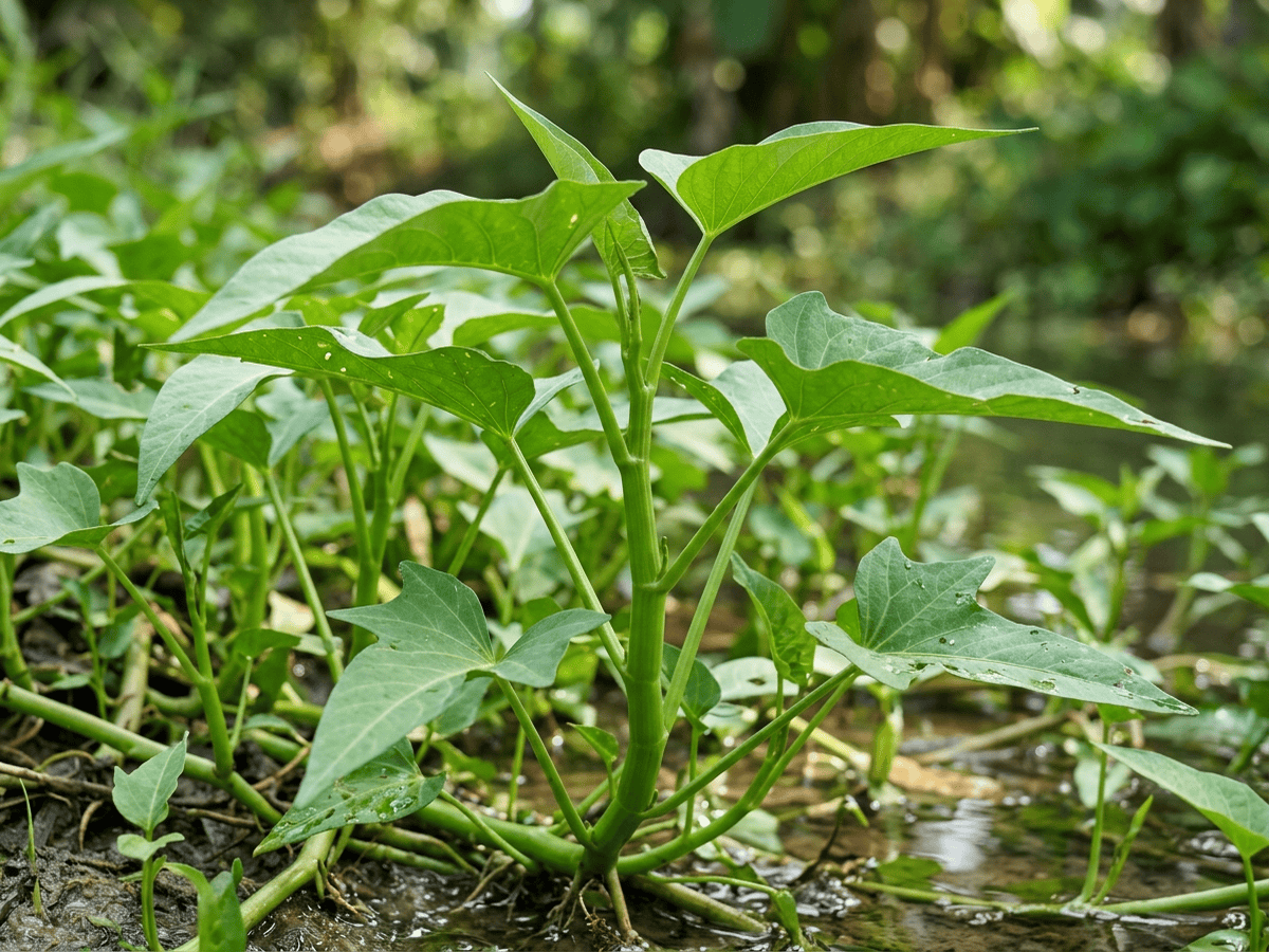 Wasserspinat — Nahaufnahme von Blättern und Blüten