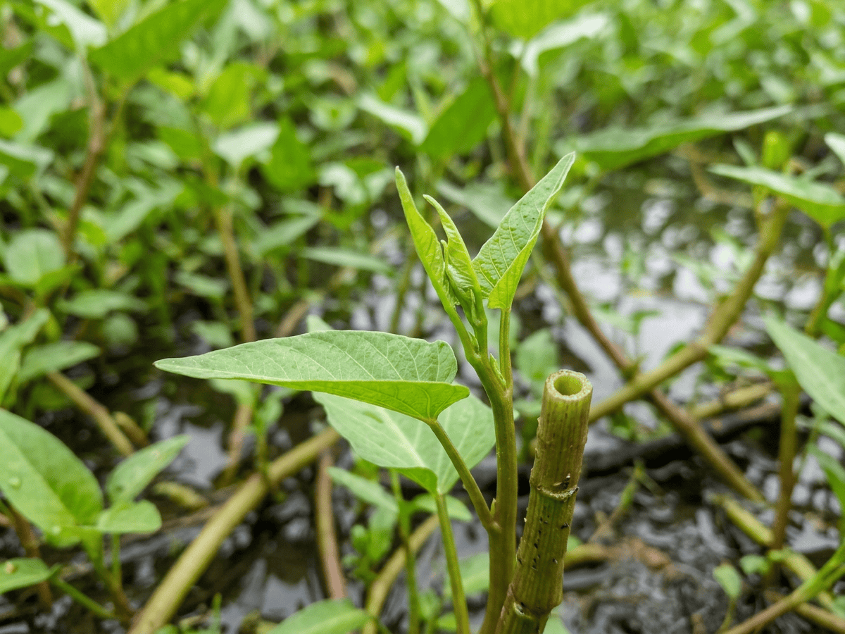 Wasserspinat — saisonales Erscheinungsbild