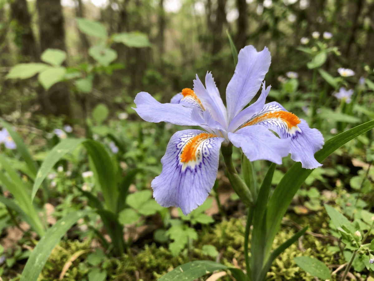 Dwarf Crested Iris — close-up of leaves and flowers