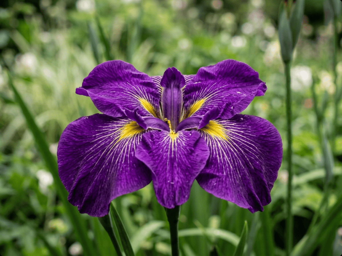 Iris du Japon — gros plan sur feuilles et fleurs
