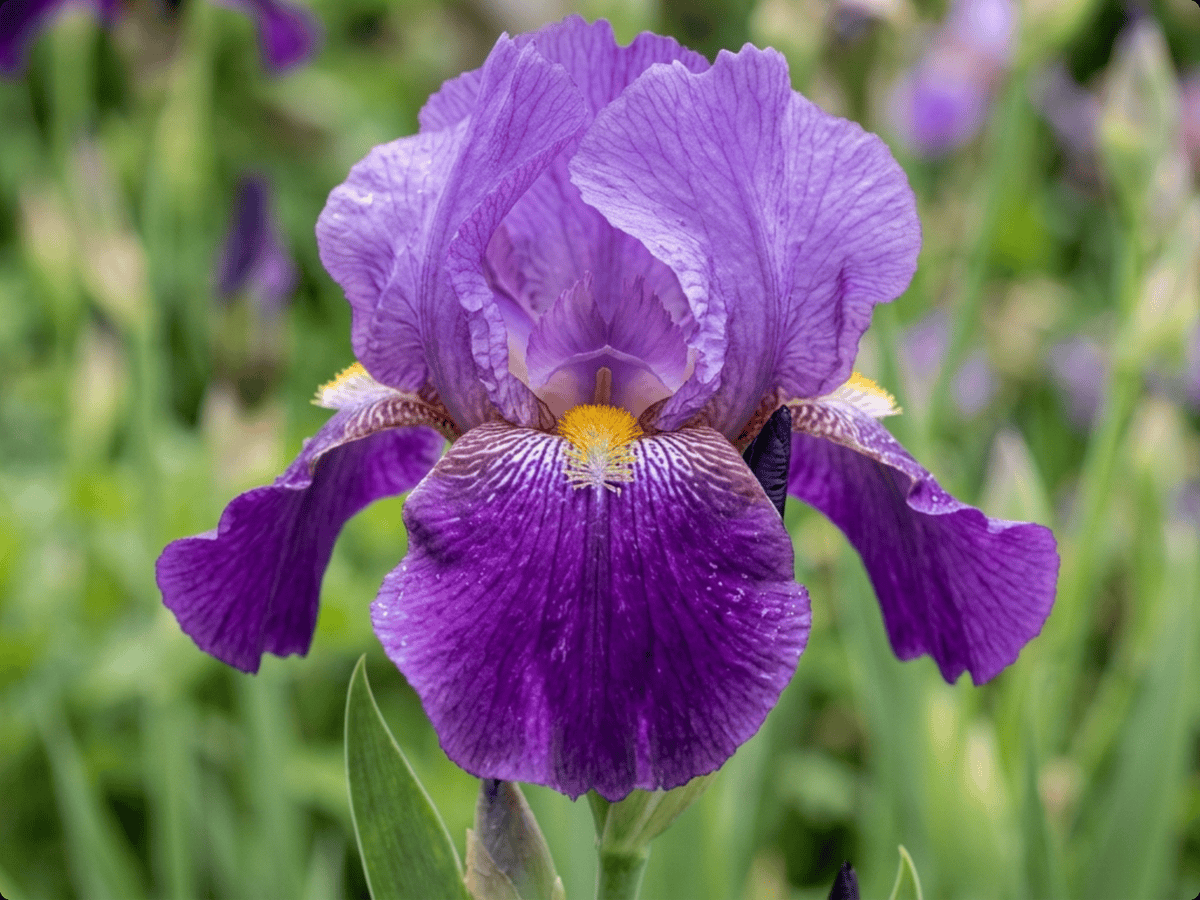 Lirio morado — primer plano de hojas y flores
