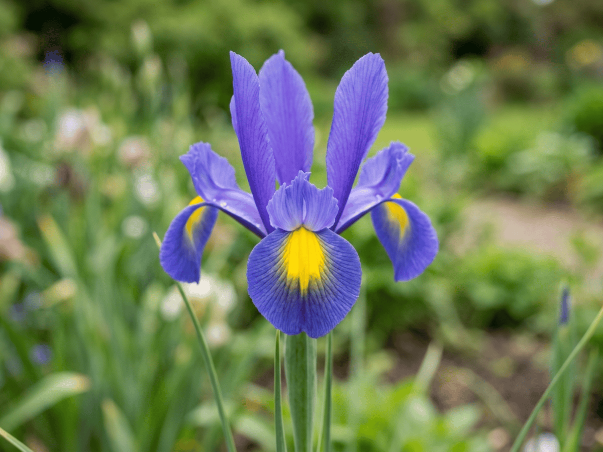 Iris olandese — primo piano di foglie e fiori