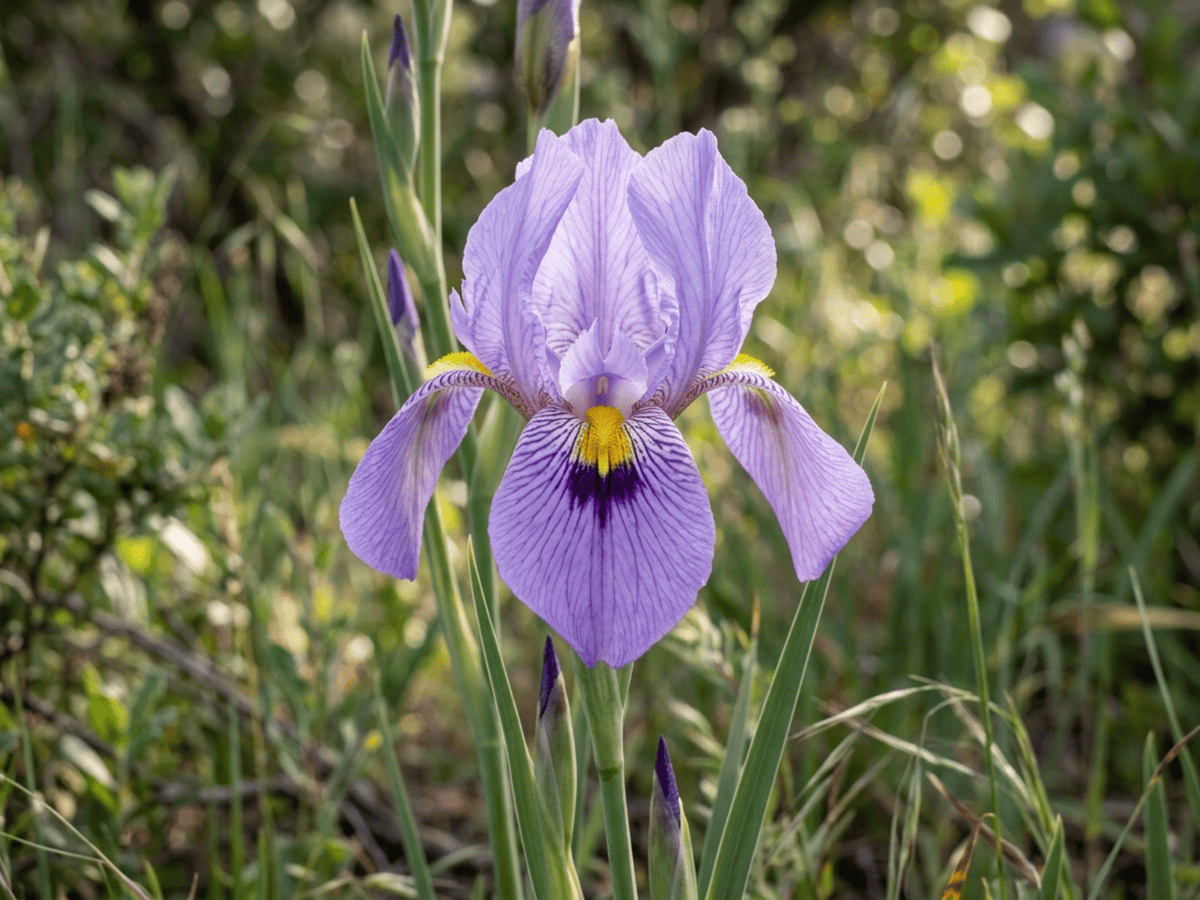 Munz's Iris — close-up of leaves and flowers