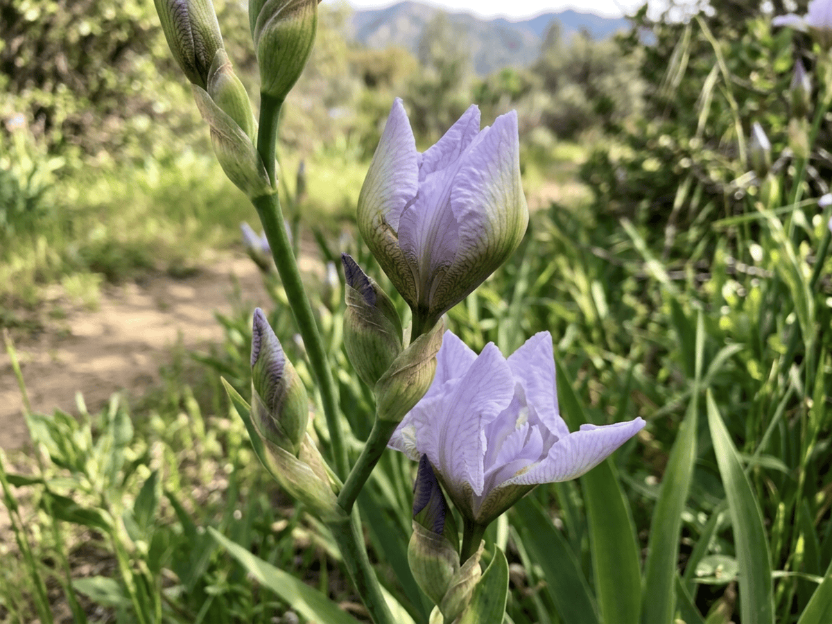 Munz's Iris — seasonal appearance