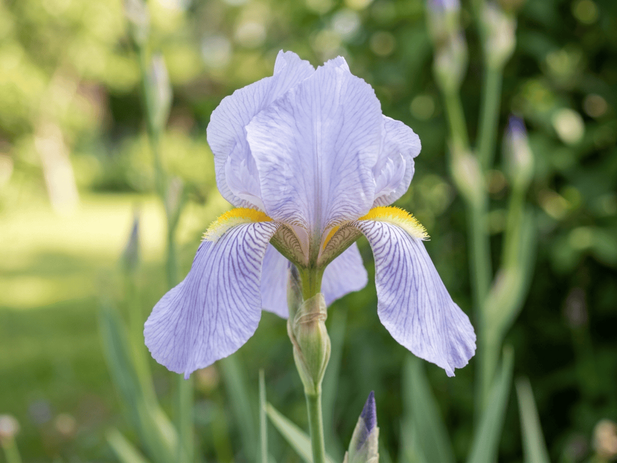 Iris pâle — gros plan sur feuilles et fleurs