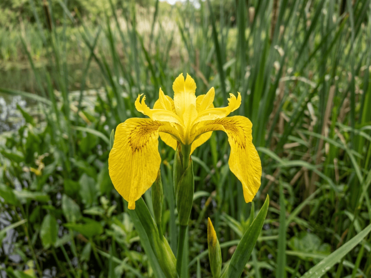 Gelbe Schwertlilie — Nahaufnahme von Blättern und Blüten
