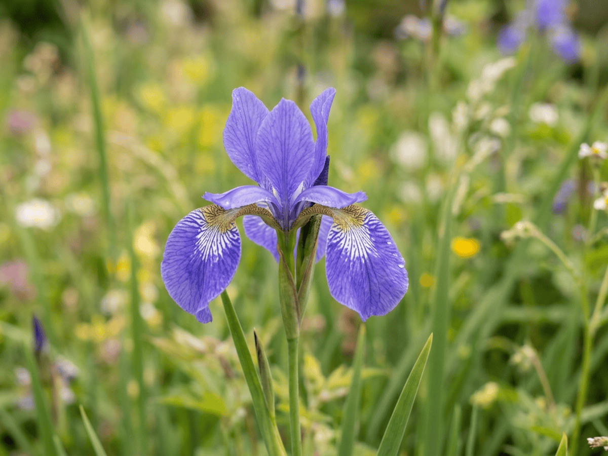 Iris de Sibérie — gros plan sur feuilles et fleurs