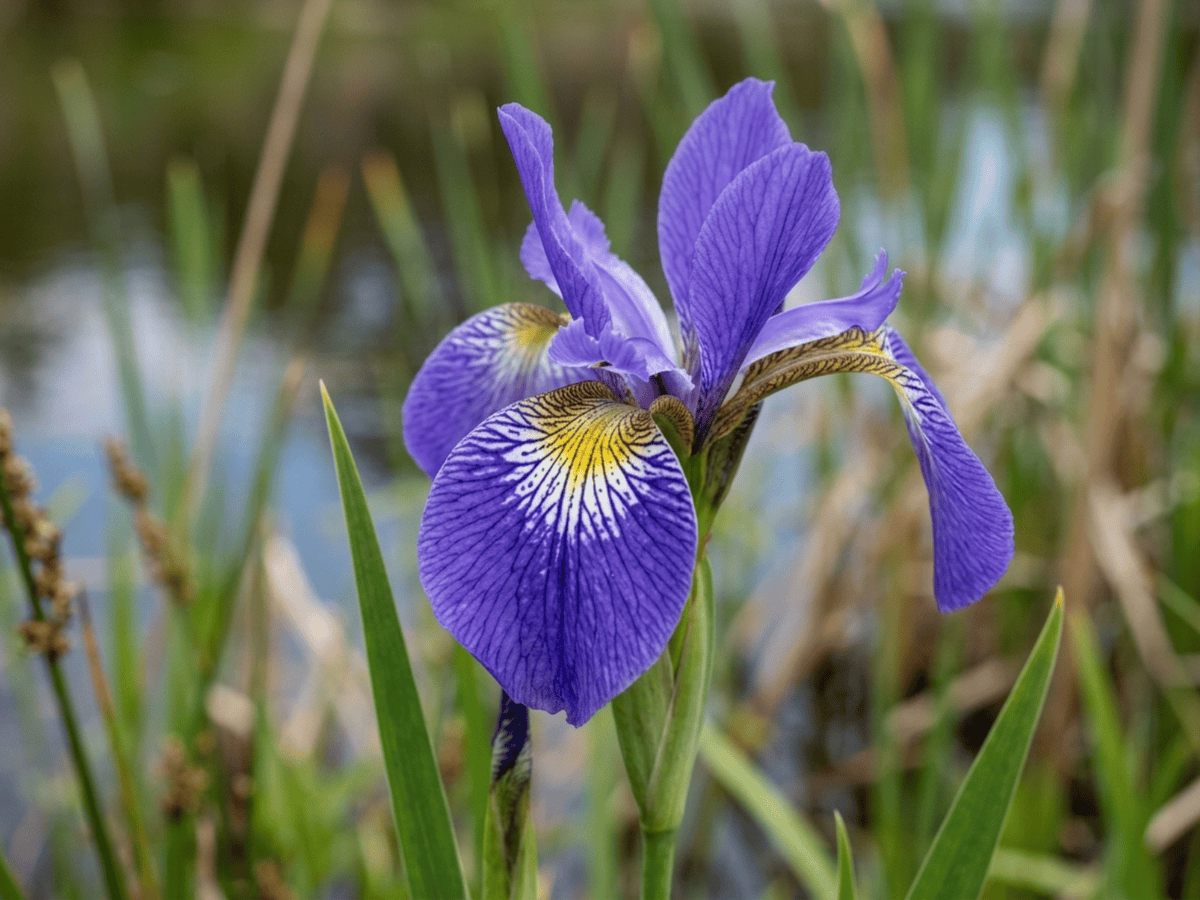 Iris versicolore — gros plan sur feuilles et fleurs