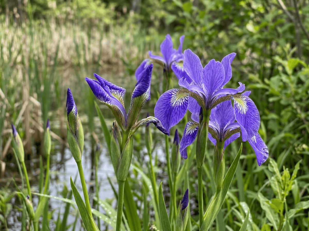 Iris versicolore — aspect saisonnier