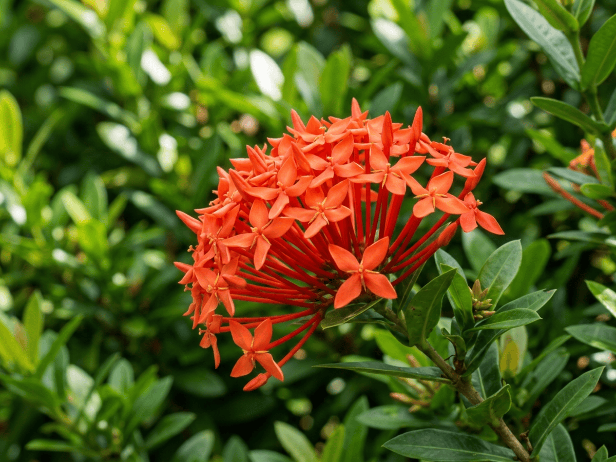 Jungle Flame — close-up of leaves and flowers