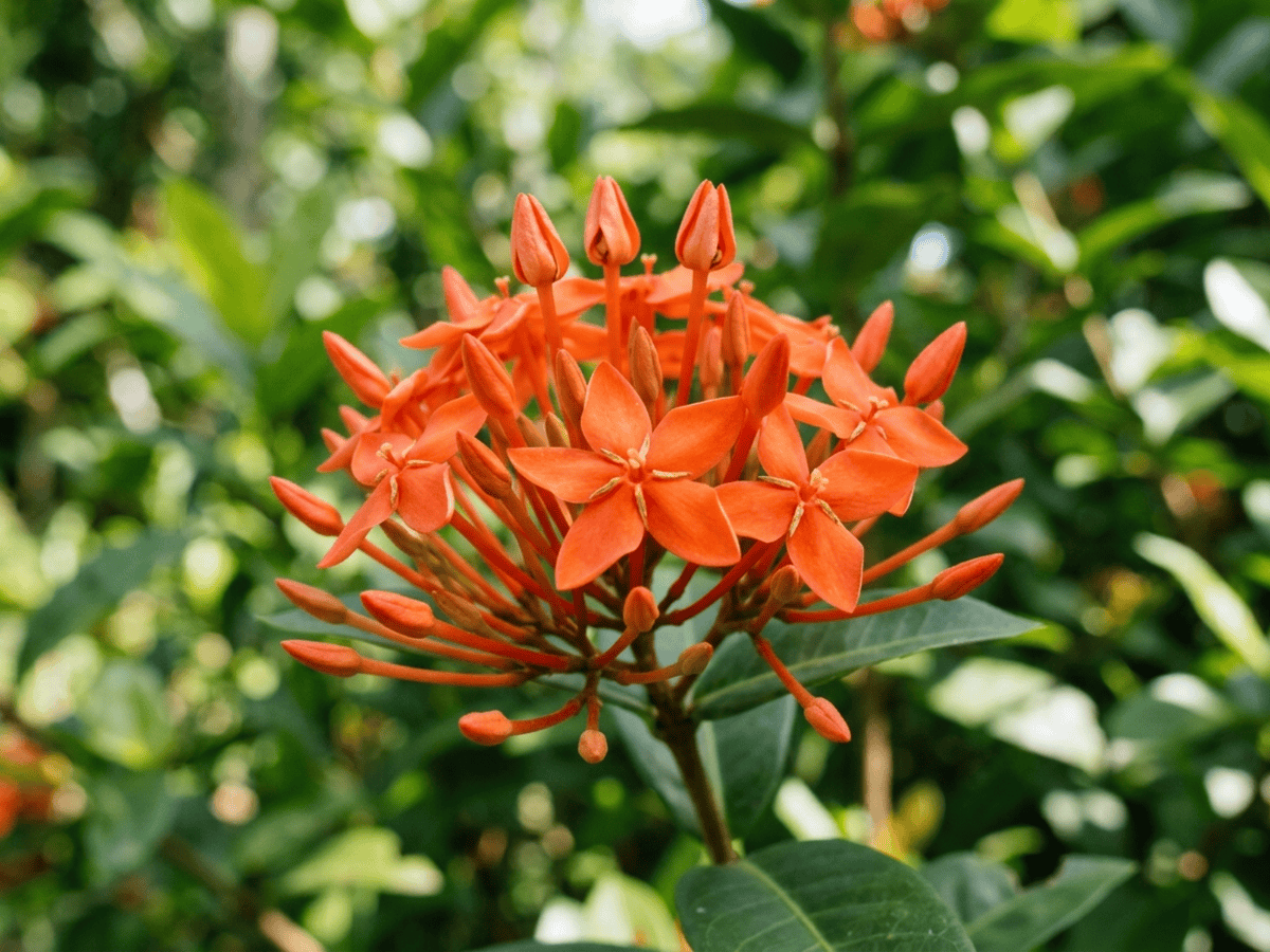 Jungle Flame — seasonal appearance