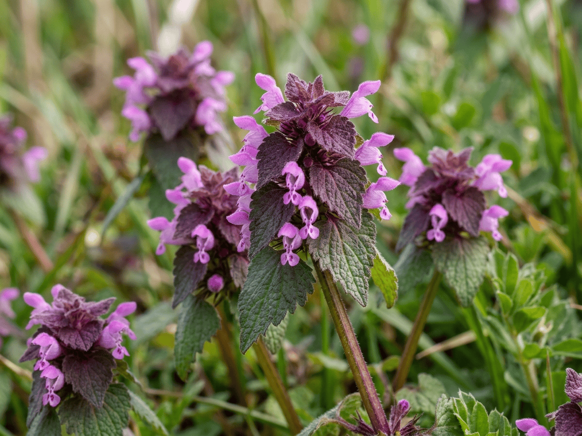Red Deadnettle — close-up of leaves and flowers