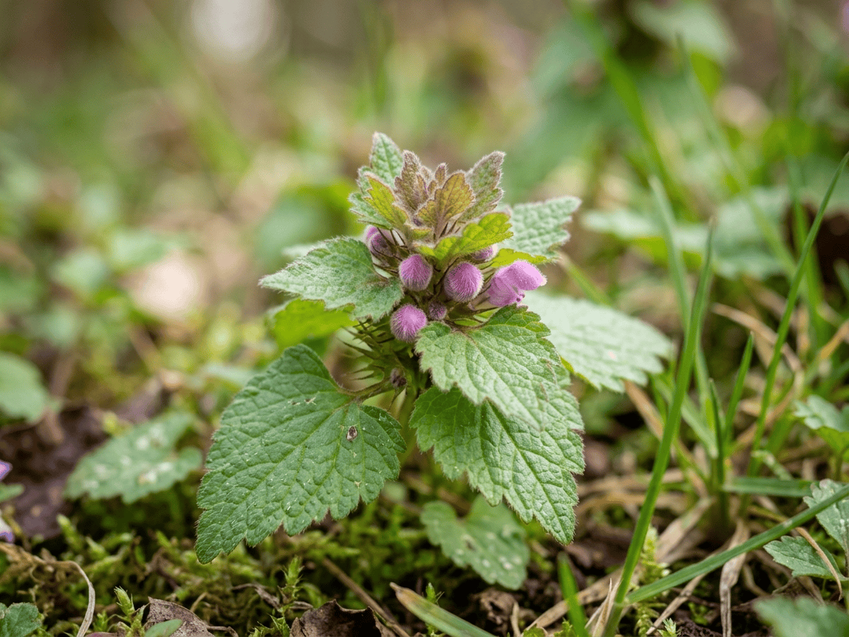 Red Deadnettle — seasonal appearance