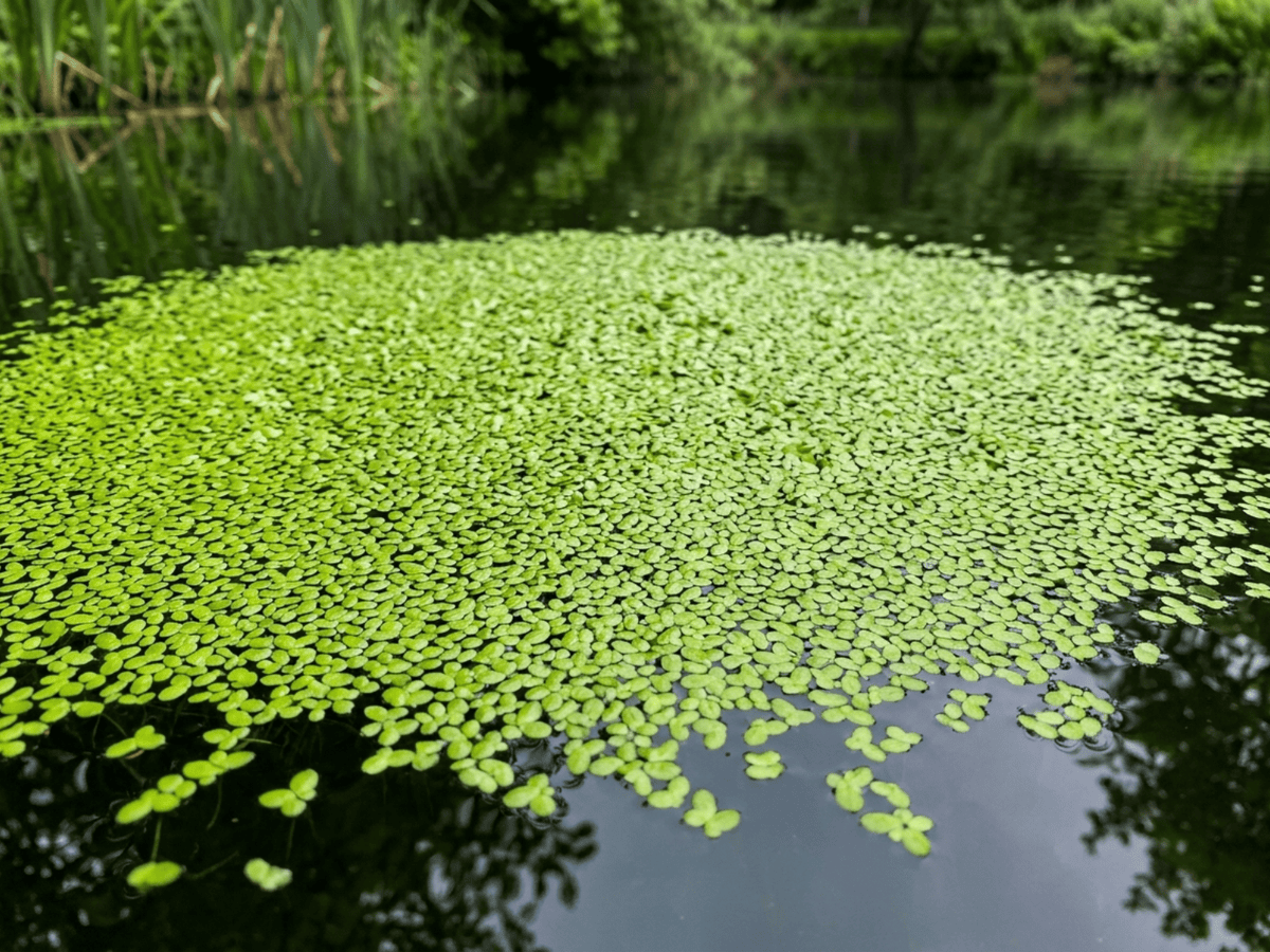 Kleine Wasserlinse (Lemna minor), ganze Pflanze