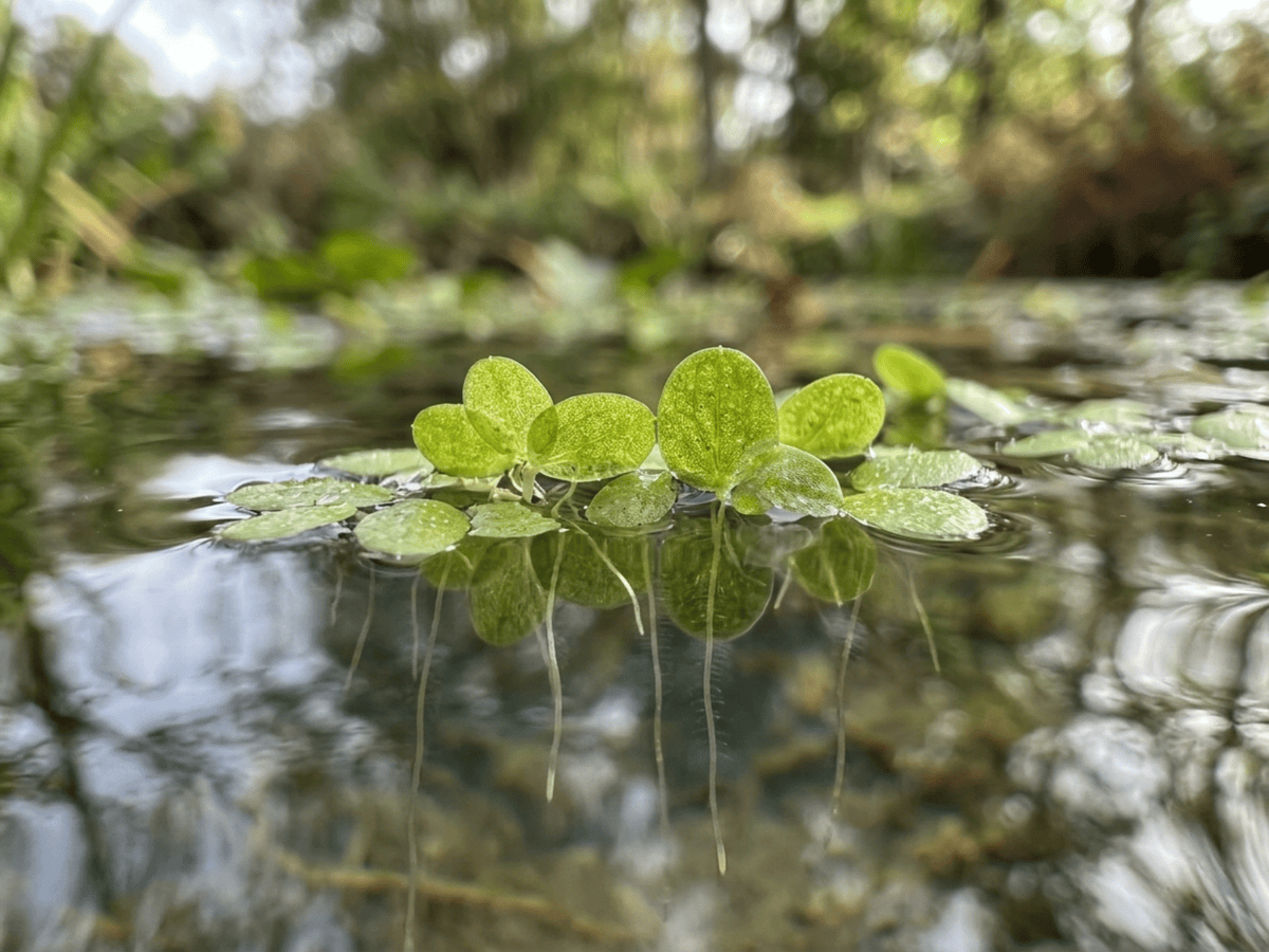Kleine Wasserlinse — Nahaufnahme von Blättern und Blüten
