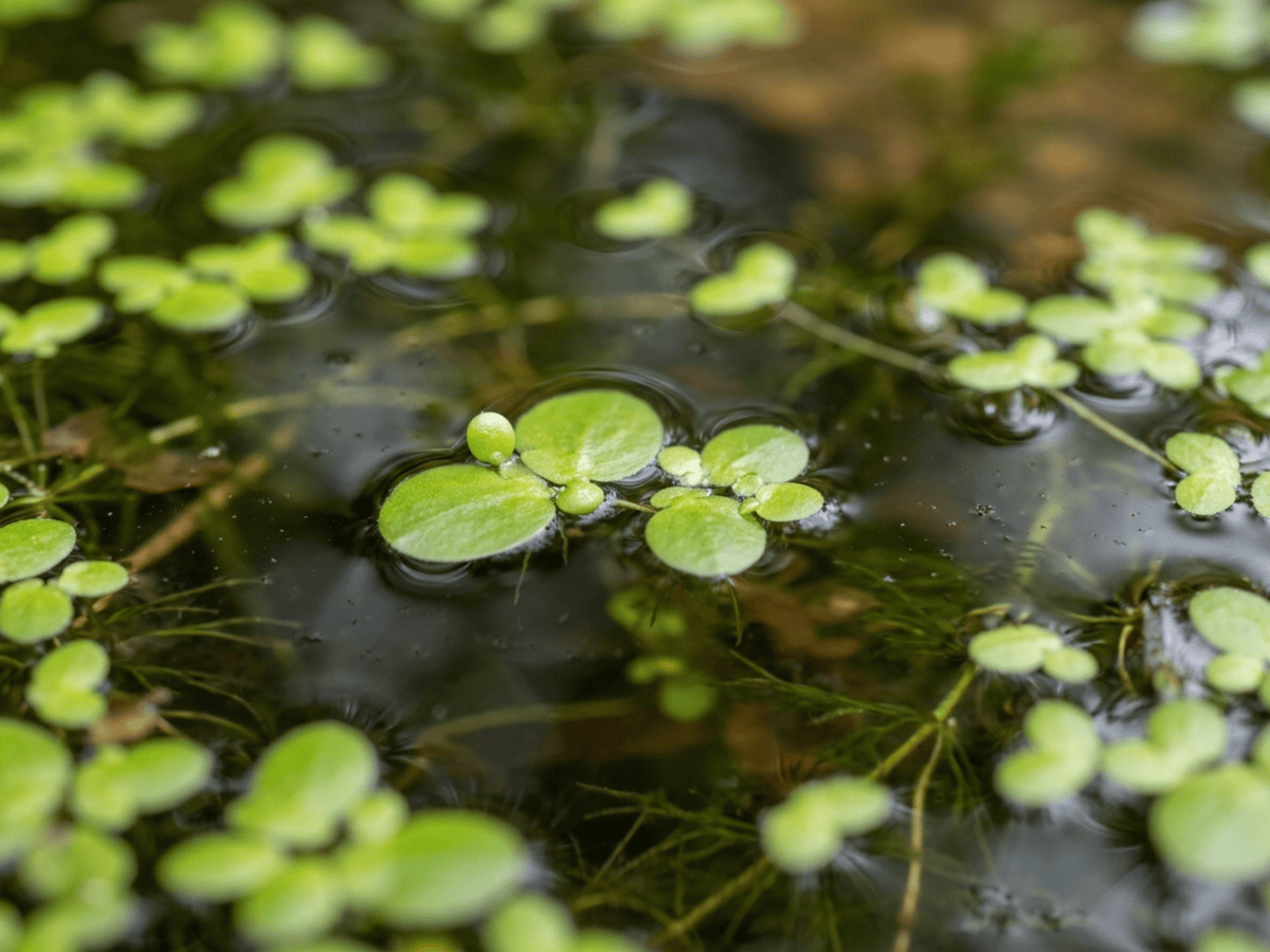 Kleine Wasserlinse — saisonales Erscheinungsbild