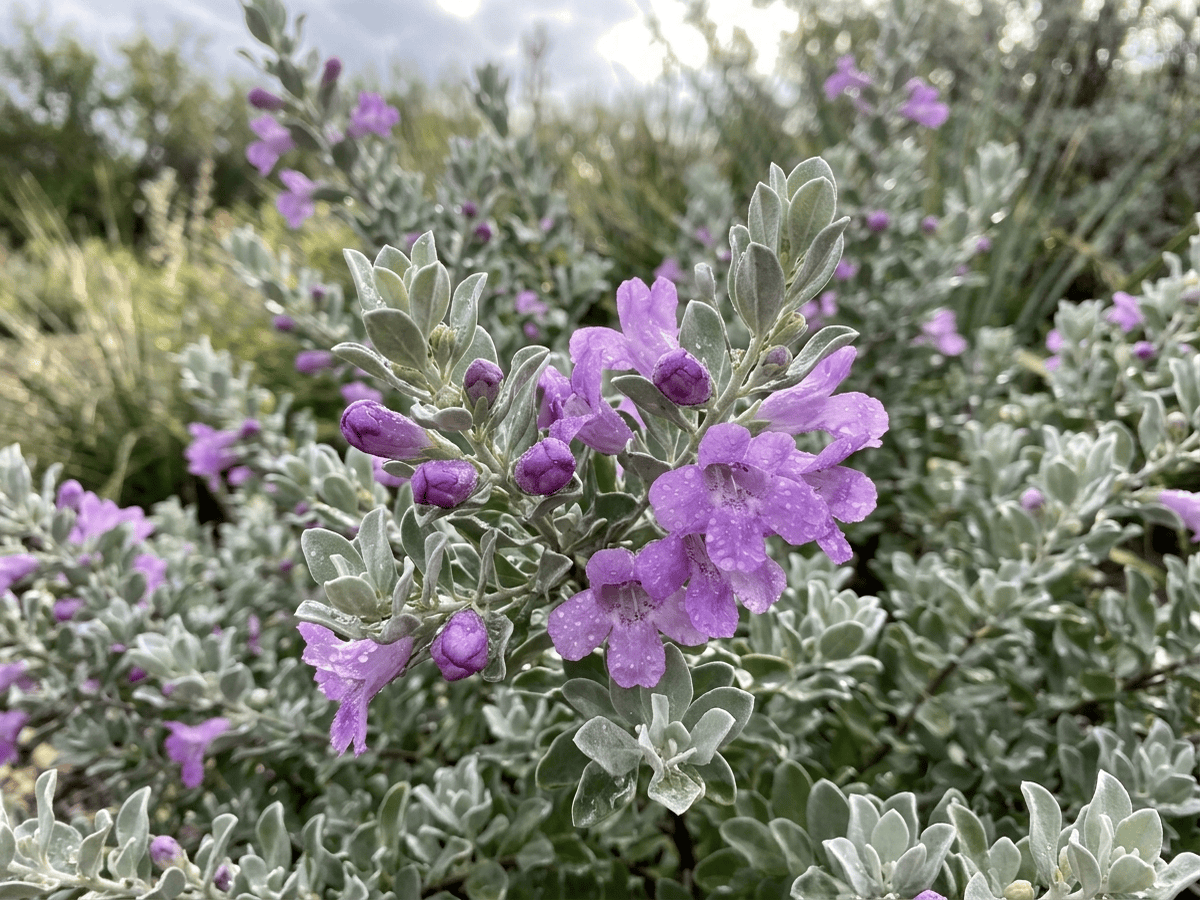 Salvia del Texas di Langman — aspetto stagionale