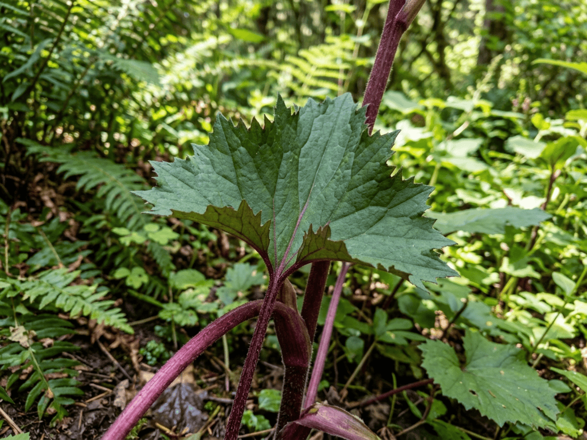 ligularia de cabeza estrecha — primer plano de hojas y flores