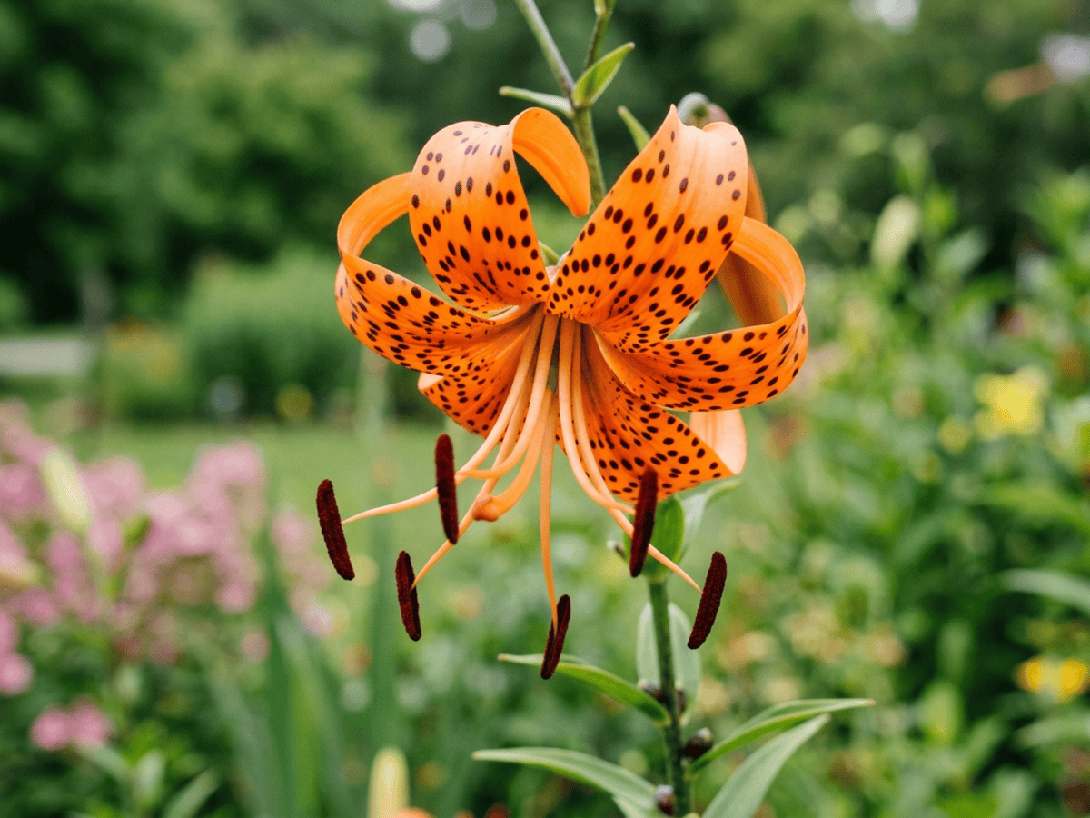 Tiger Lily — close-up of leaves and flowers