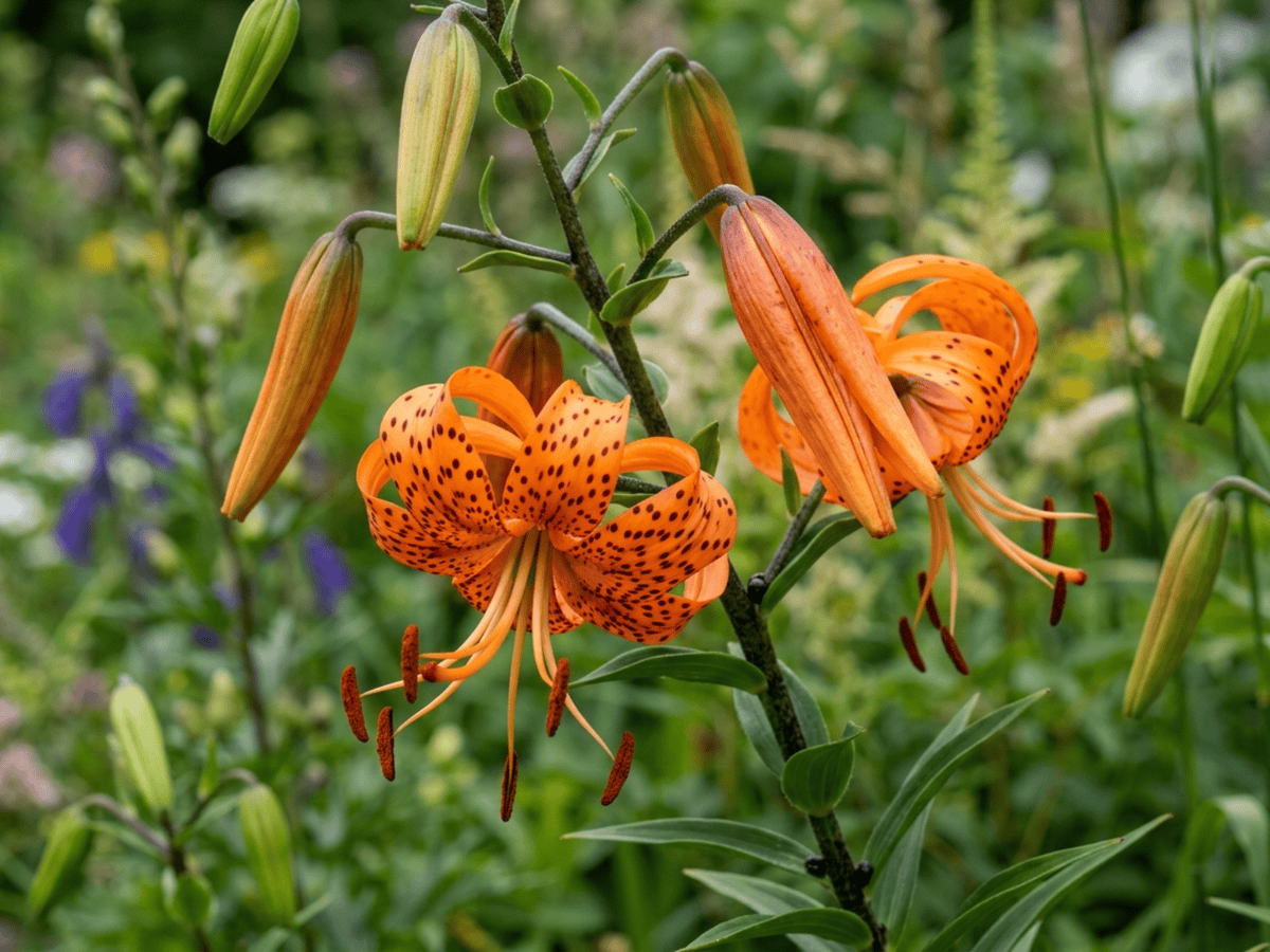 Tiger Lily — seasonal appearance