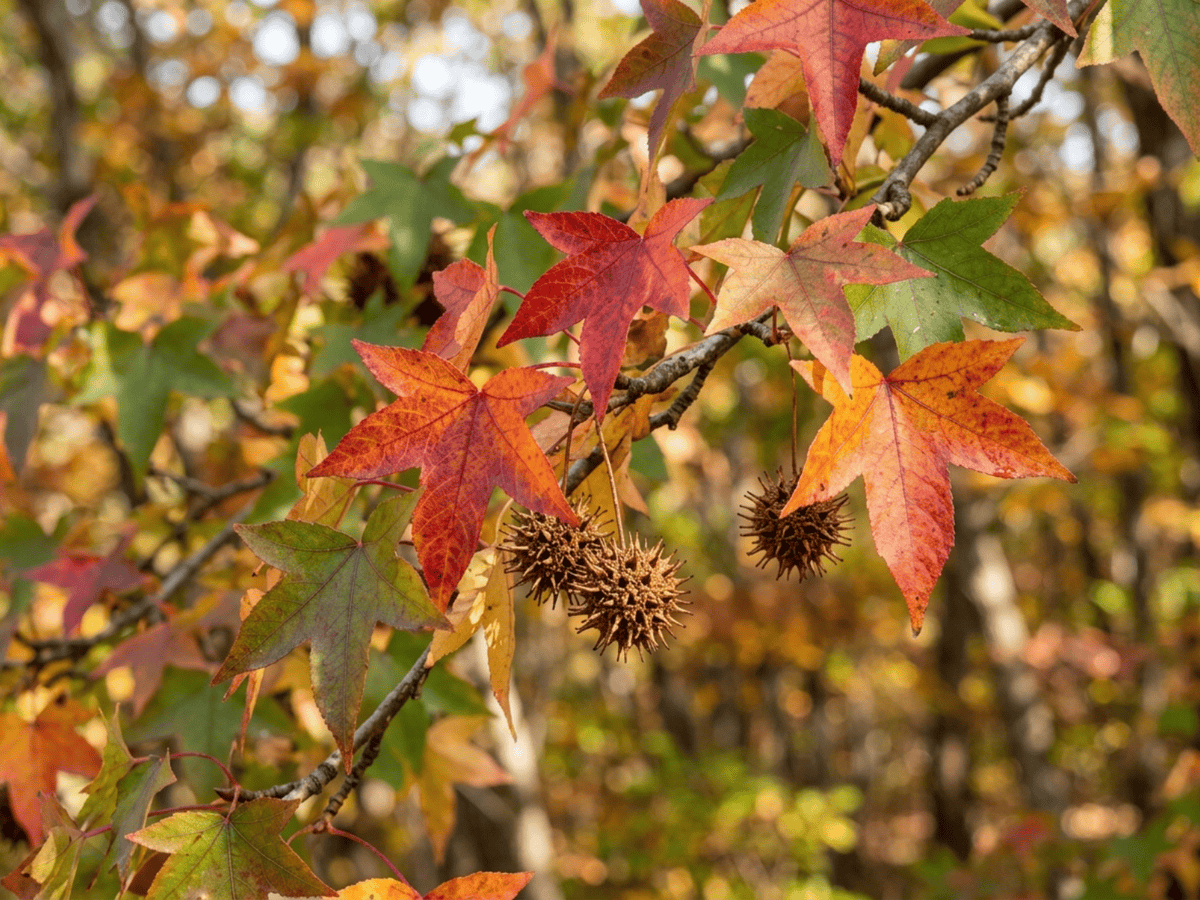 Liquidambar cinese — primo piano di foglie e fiori