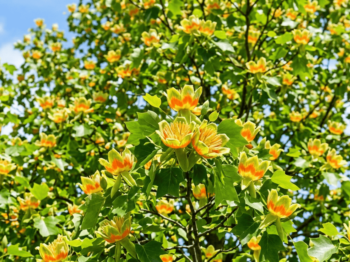 Amerikanischer Tulpenbaum — saisonales Erscheinungsbild