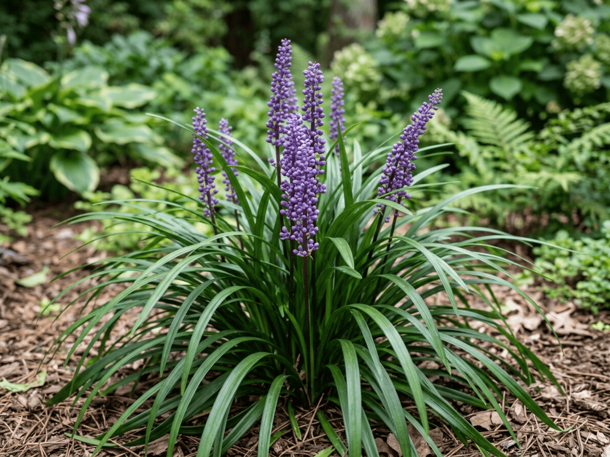 Liriope muscari