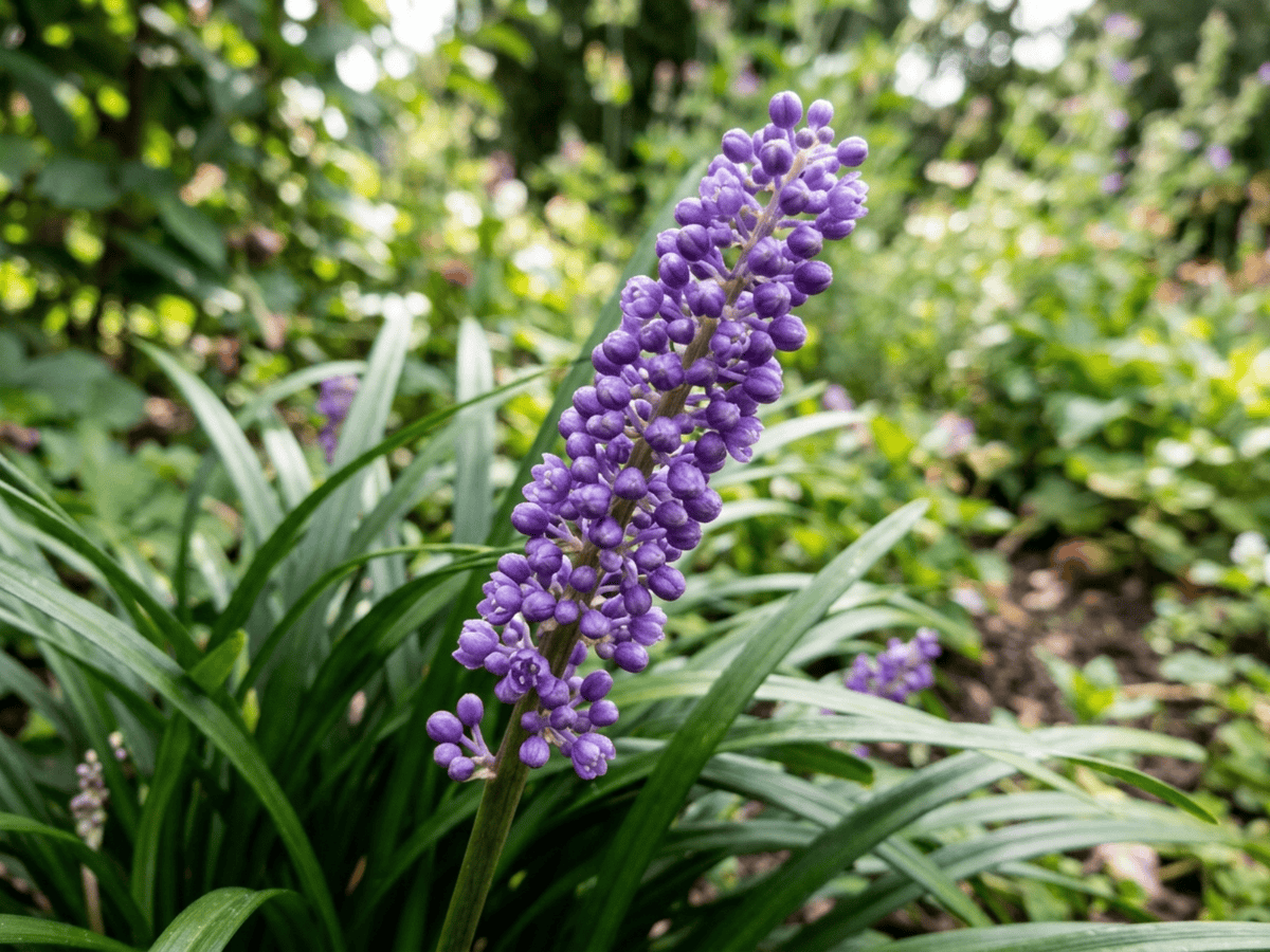Liriope — close-up of leaves and flowers